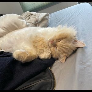 Meet your Posher, Sadie